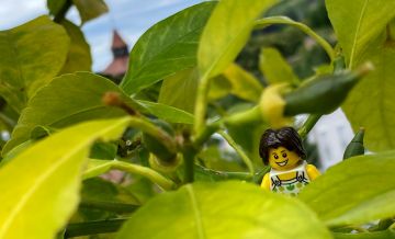 Die Zitronen brauchen noch viiiiiiel Pflege!